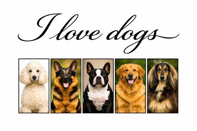 I Love Dogs Mug
