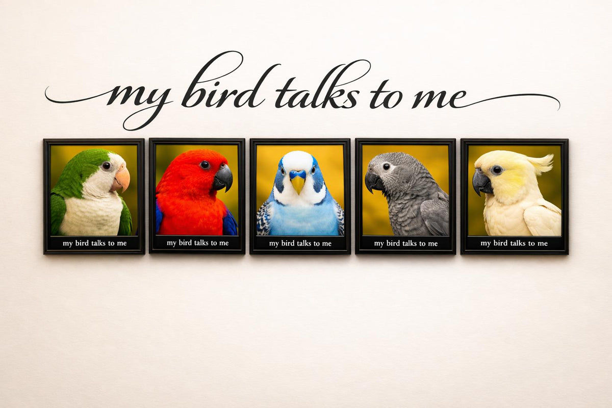 My Birds Talk to Me